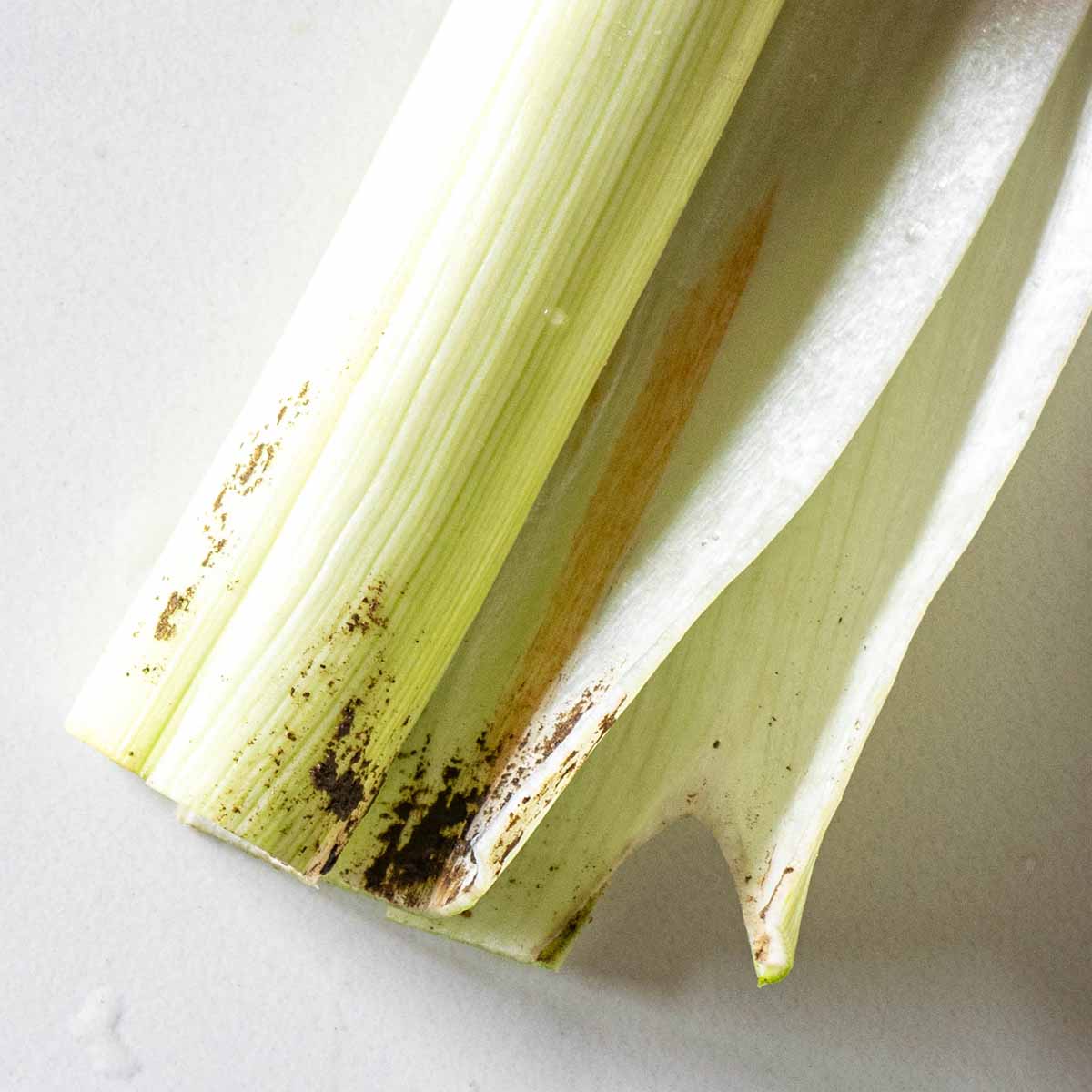 Fresh leeks with dirt between the layers that needs to be cleaned out.