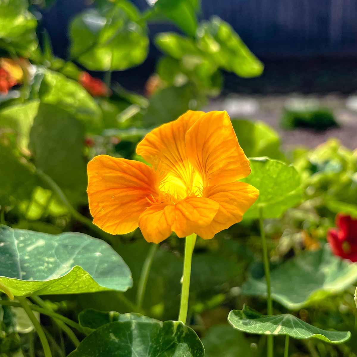 A single nasturtium flower on a long stem