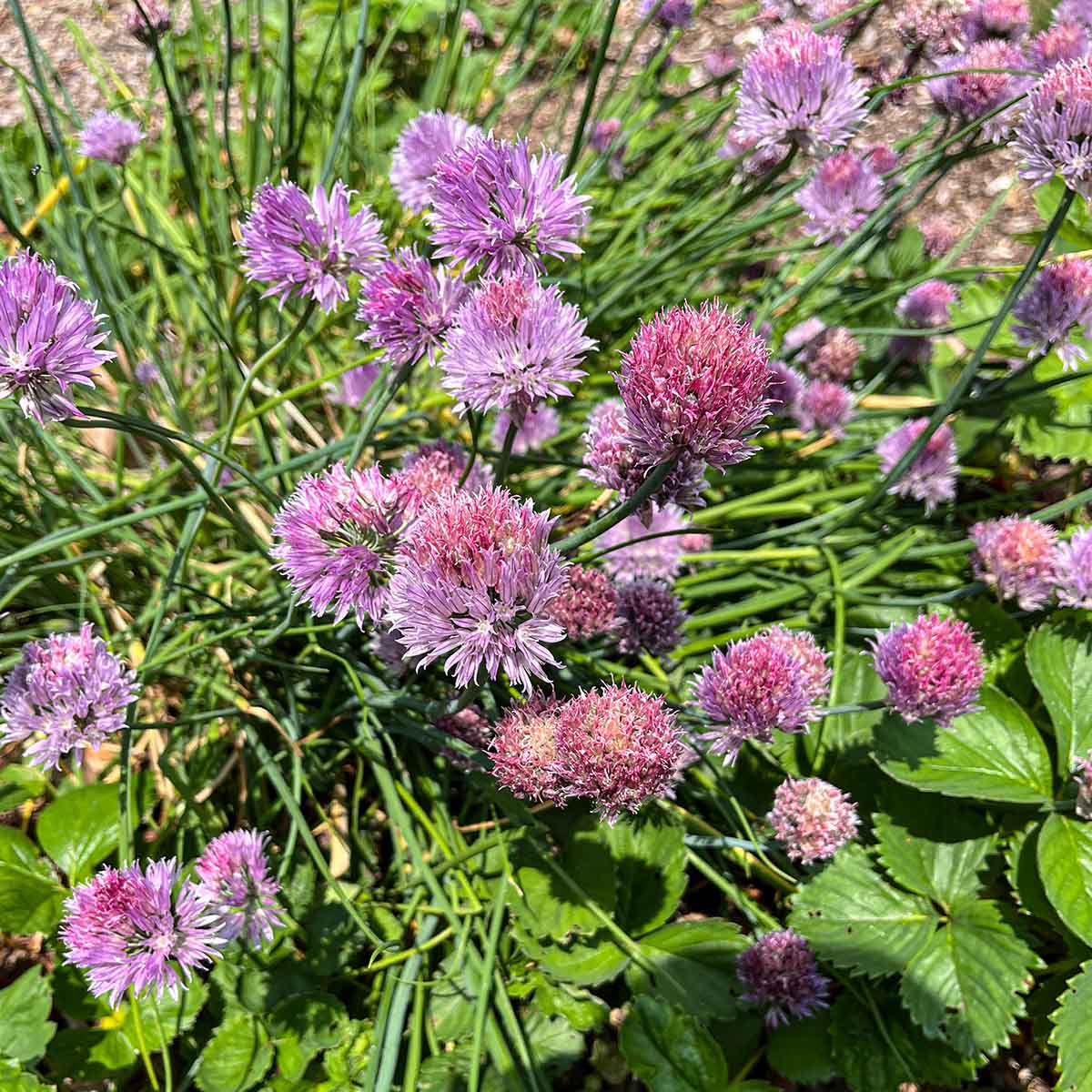 Chive blossoms are drying out as they sit on the plant too long, dated June 6th