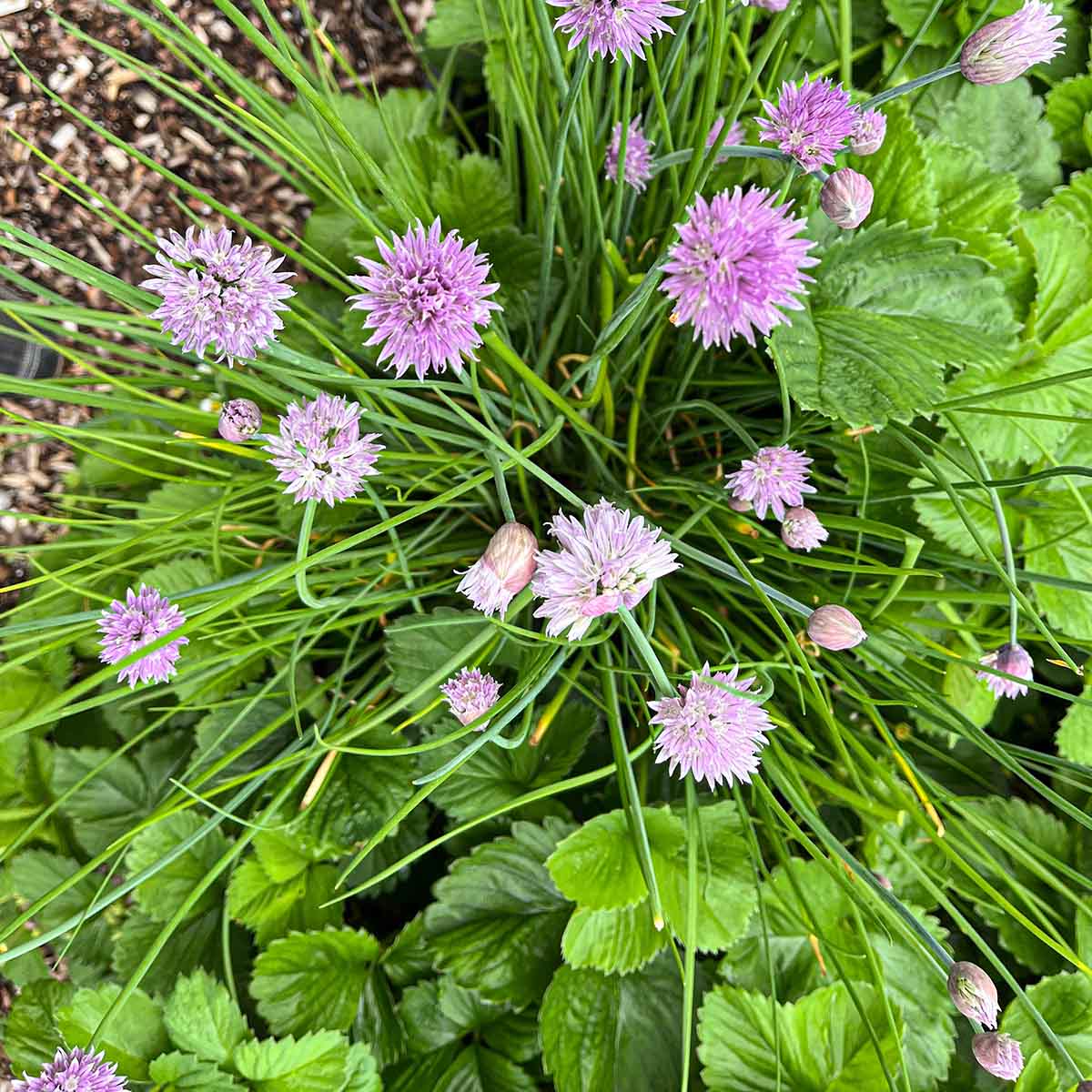 A blooming chive plant full of purple blossoms on May 14th.