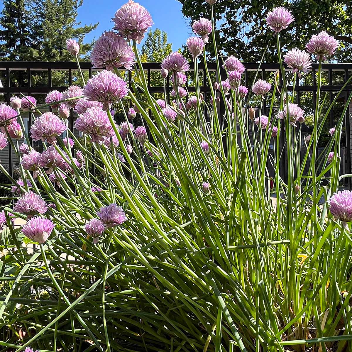 Chive blossoms in full bloom with a large harvest. Several unopened buds in the background on May 23rd.