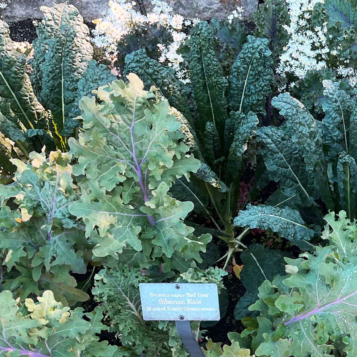 Lacinato and Siberian kale varieties are both very winter hardy.