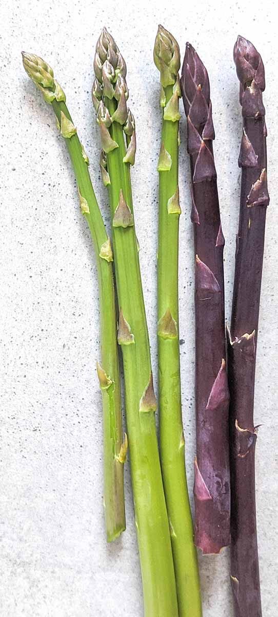 Purple asparagus variety