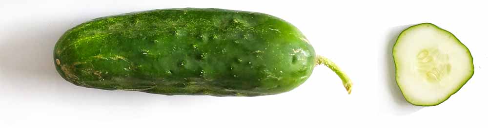 A whole pickling cucumber next to a slice to show shape and texture. These are much smaller than other varieties, on purpose.