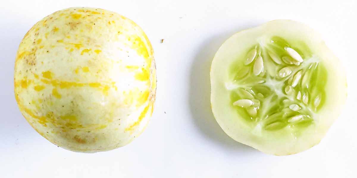 A whole lemon cucumber next to a slice to show shape and texture. The interior is very seedy.