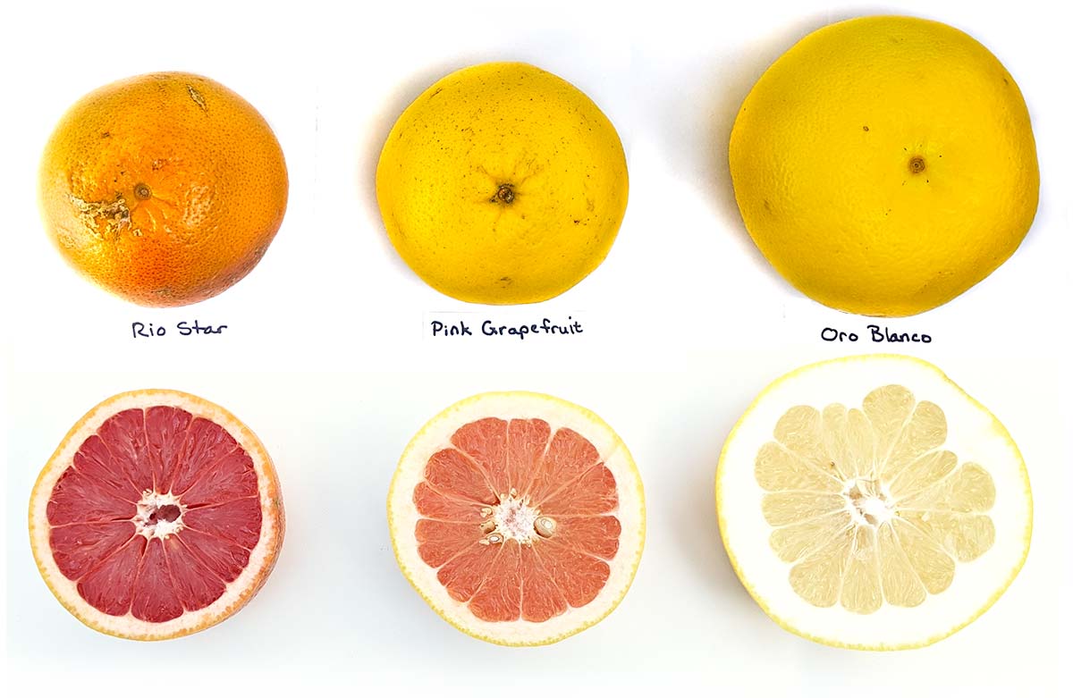 grapefruit size comparison