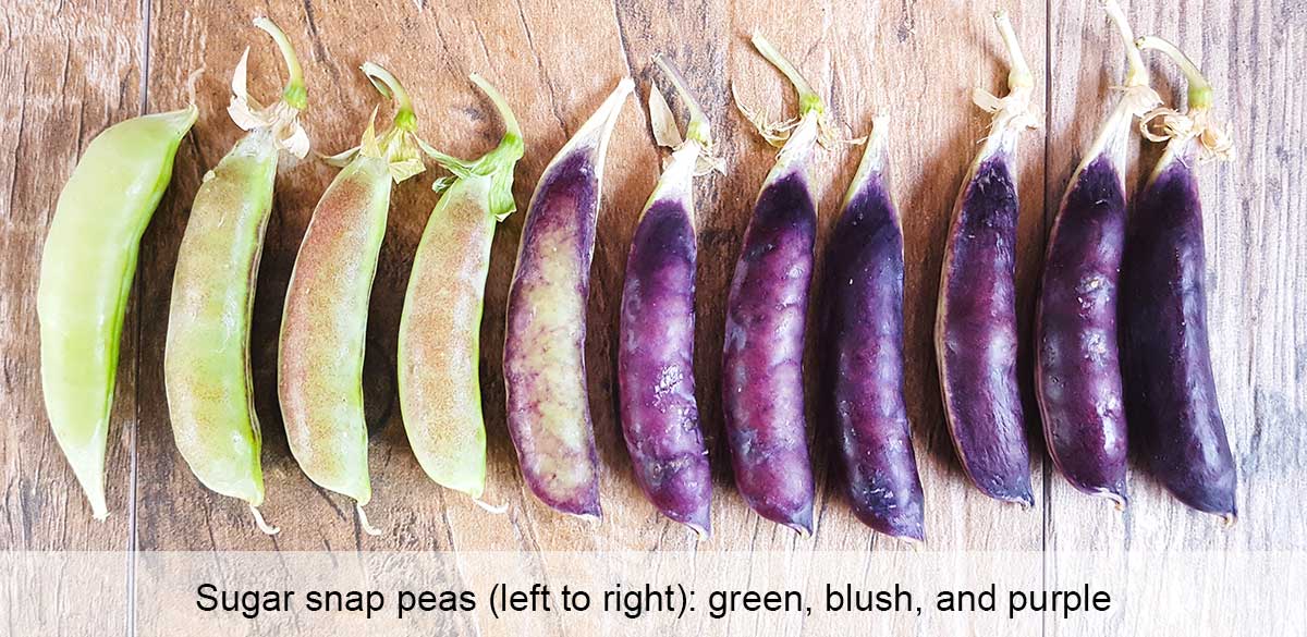 Sugar snap pea varieties, from green to purple