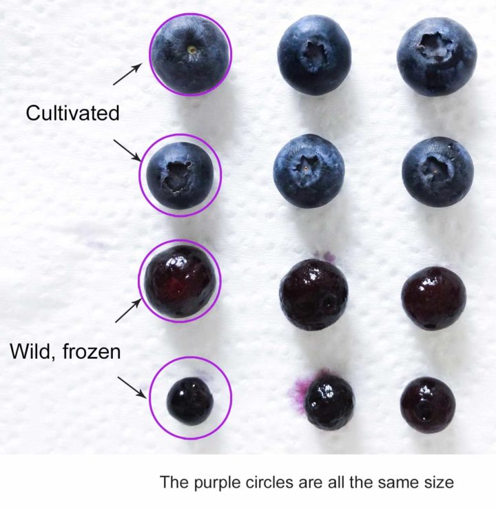Berry Size Chart Blueberry muffins, what could go wrong? - Ask The Food Geek