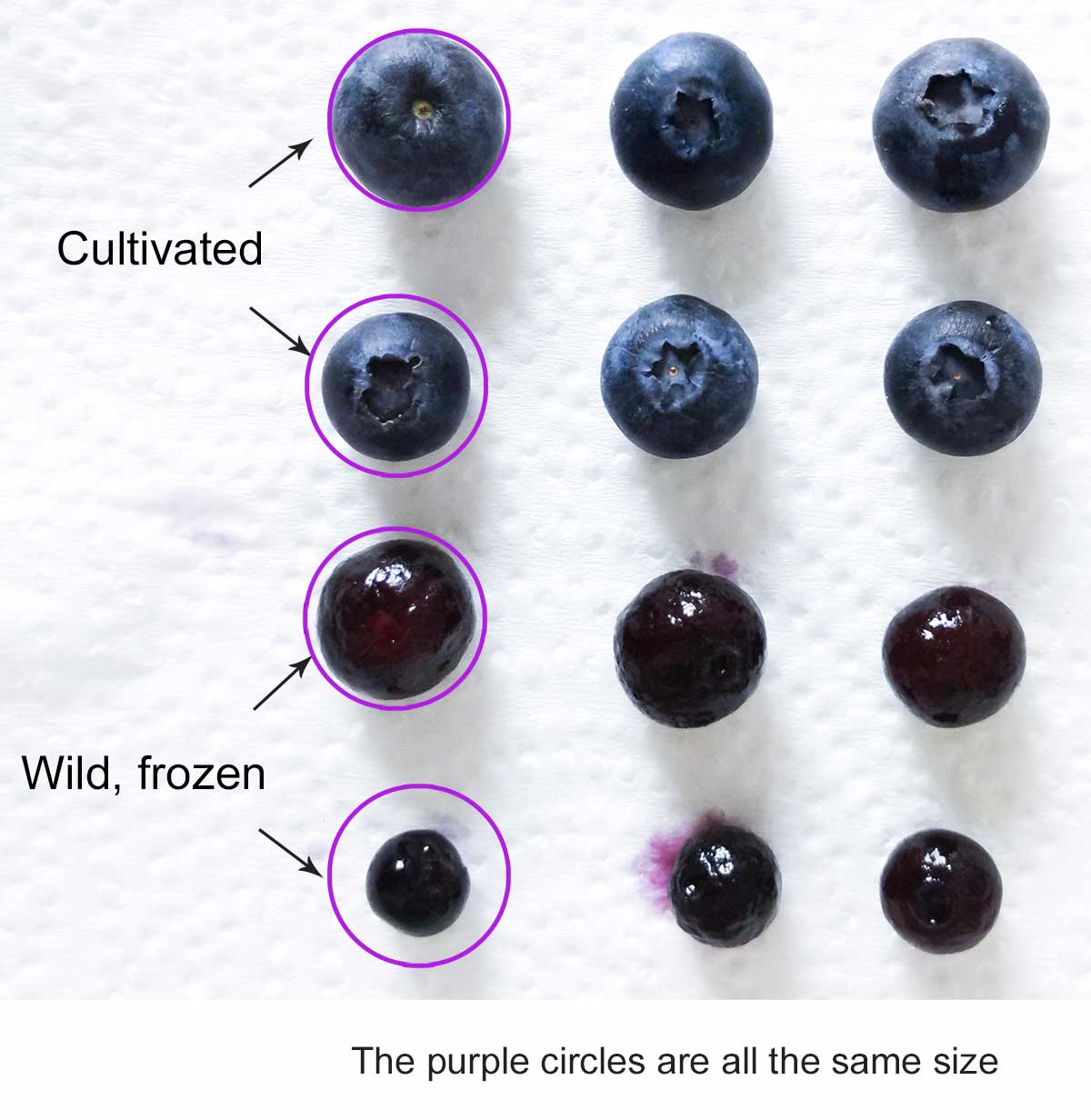 Blueberries lined up by size, the larger ones are twice the size of the smaller ones