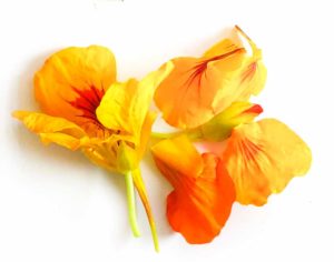 yellow and orange nasturtium flowers on a white background