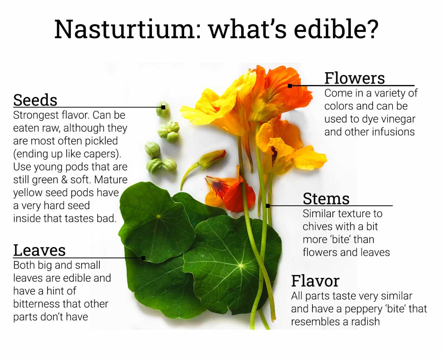 All nasturtium parts are shown with text indicating what's edible: green seeds, leaves, stems, and flowers.