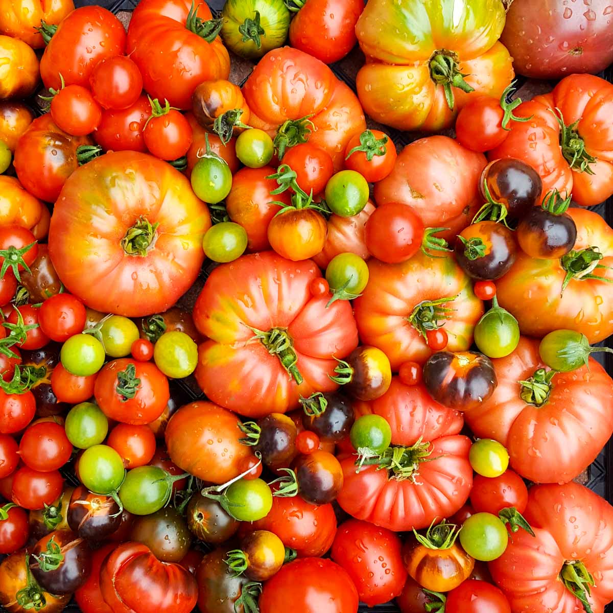 A picture of tomatoes of a variety of sizes and color