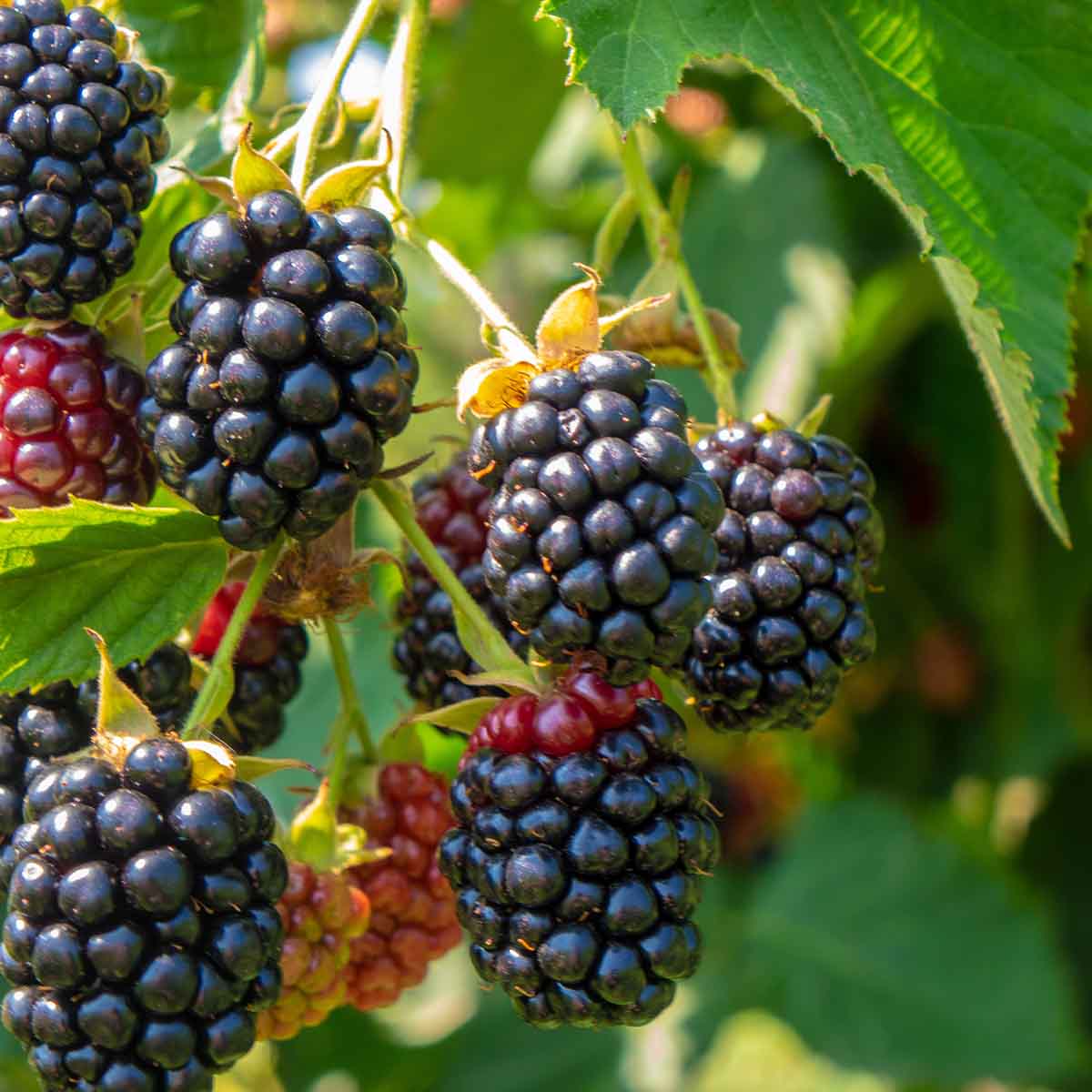 Underripe blackberries on the vine that will taste sour and bitter
