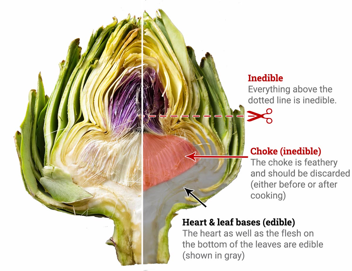 A diagram of an artichoke, cut in half, showing the heart and lower leaves as edible.