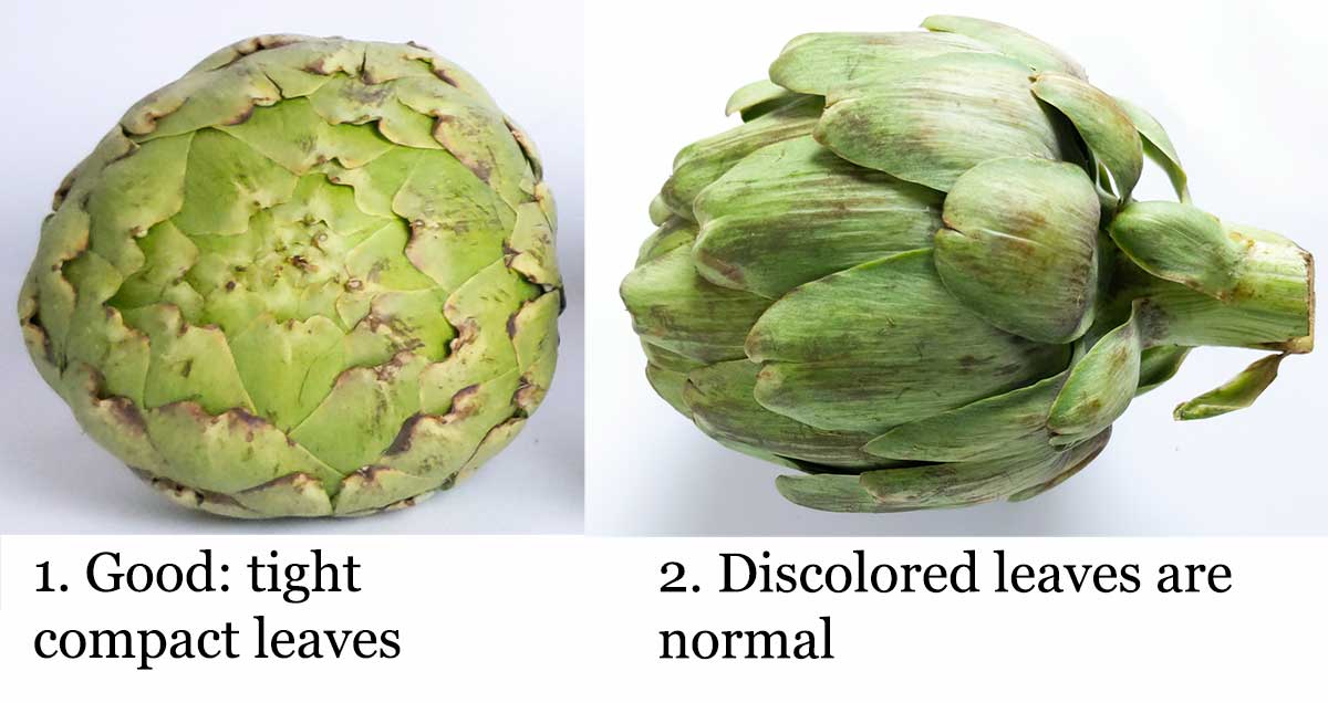 Artichoke Leaf In Telugu Meaning at Silvia Moore blog