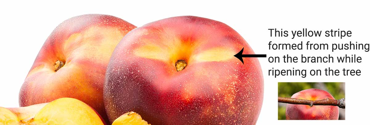 Nectarine Ripening Chart - When Are Nectarines In Season?