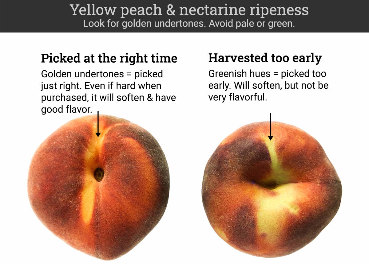 Ripe yellow nectarines and peaches will have a golden undertone. Unripe ones will be slightly green.