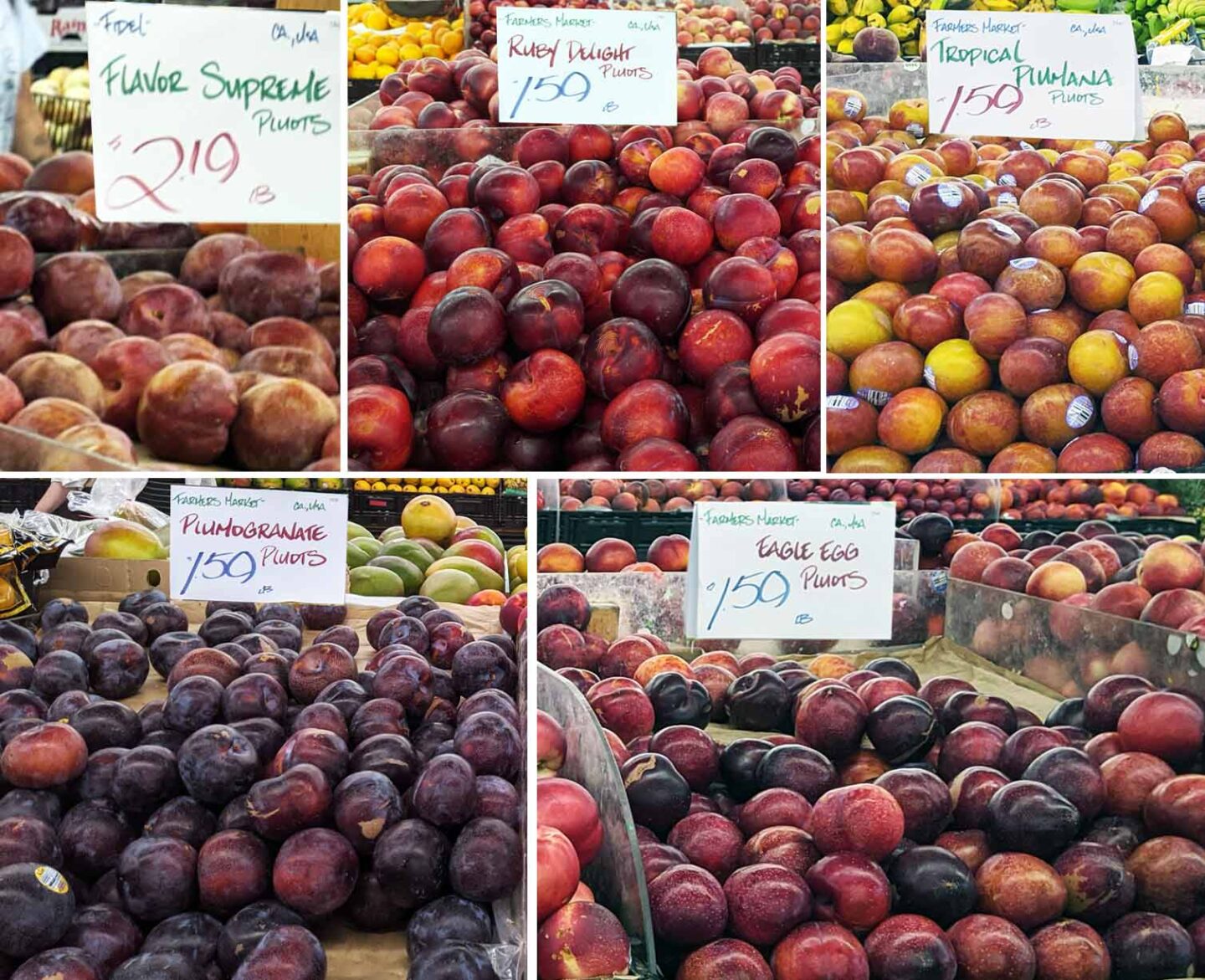 22 Types of Plums (Different Varieties) - Insanely Good