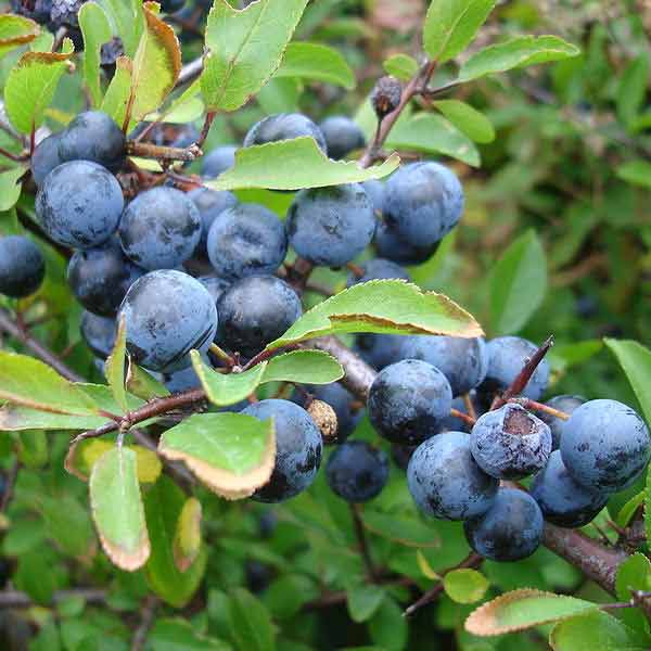 Sloe plums