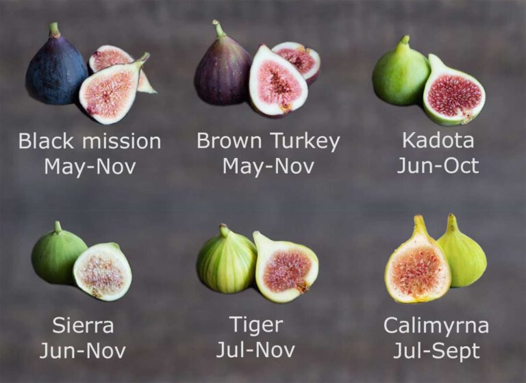 Figs season, varieties, ripeness scale, and 25+ recipes