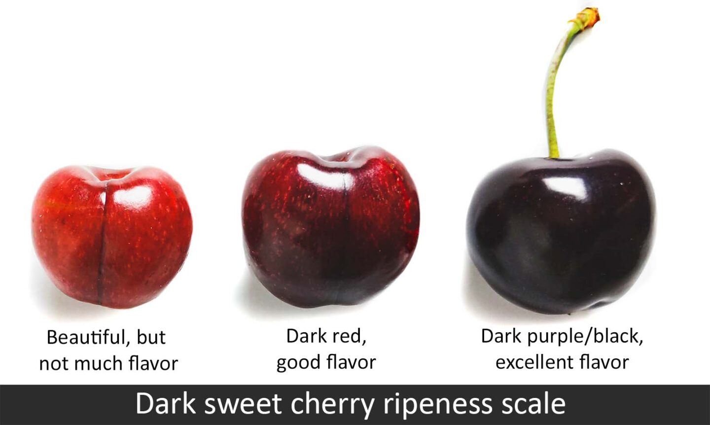 Dark sweet cherry ripe when black (like bing, stella, and chelan)