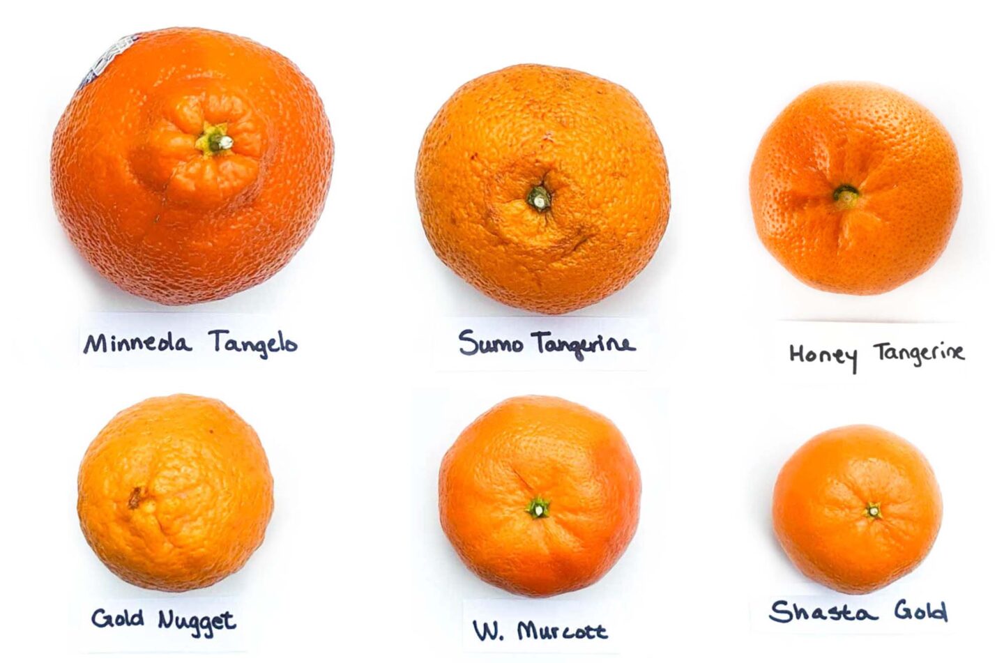 mandarin vs tangerine vs clementine comparison