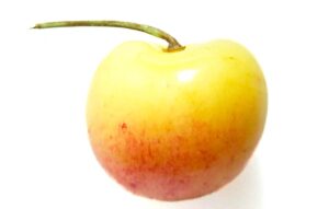 Rainier cherry