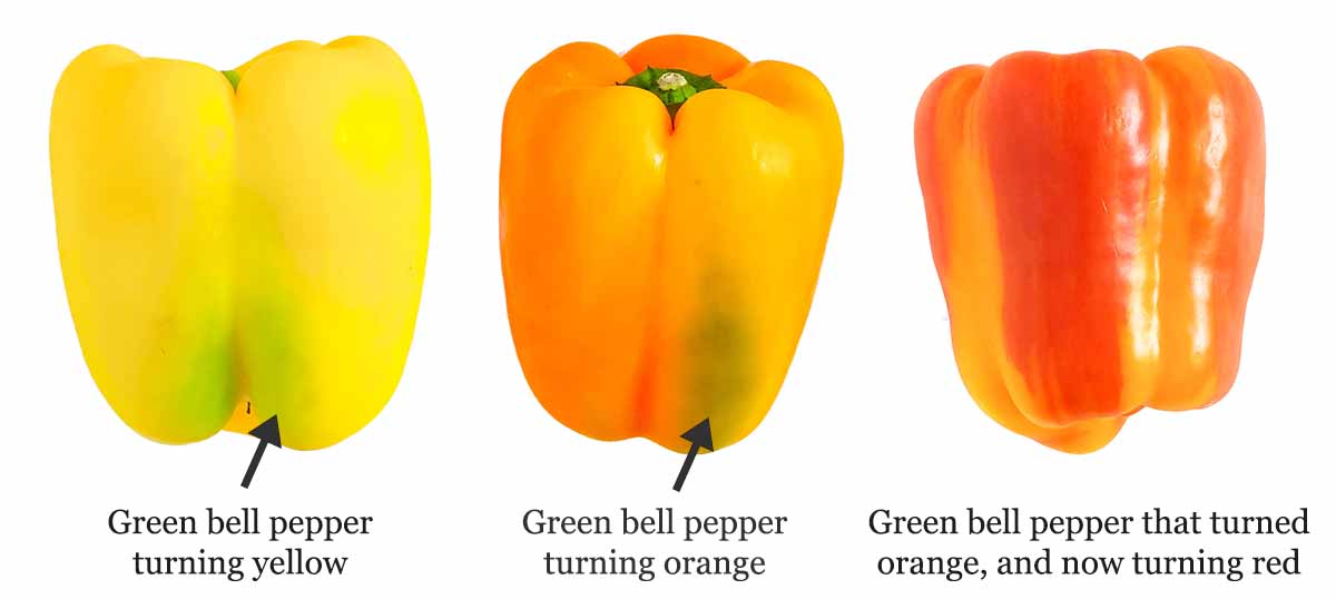 Bell Pepper Colors Green Yellow Orange Red 