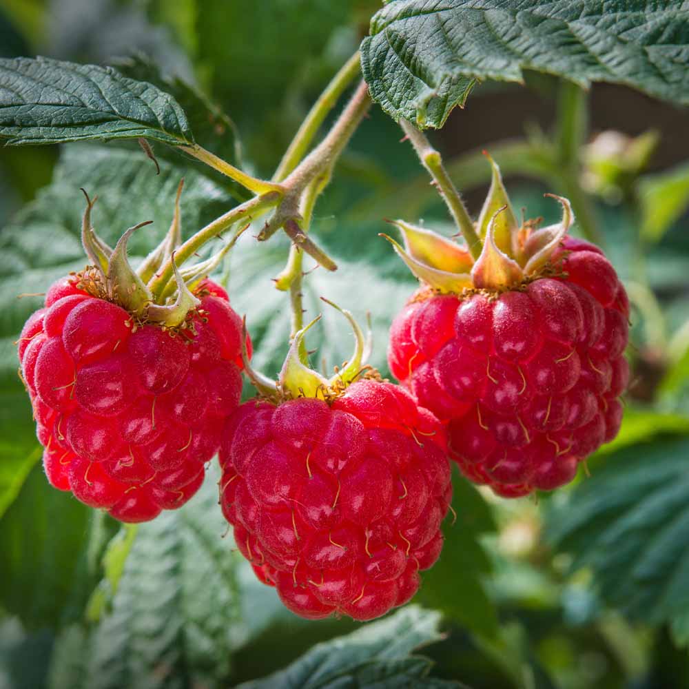 Fresh raspberries on the vine, ripe and ready to be picked to use in recipes