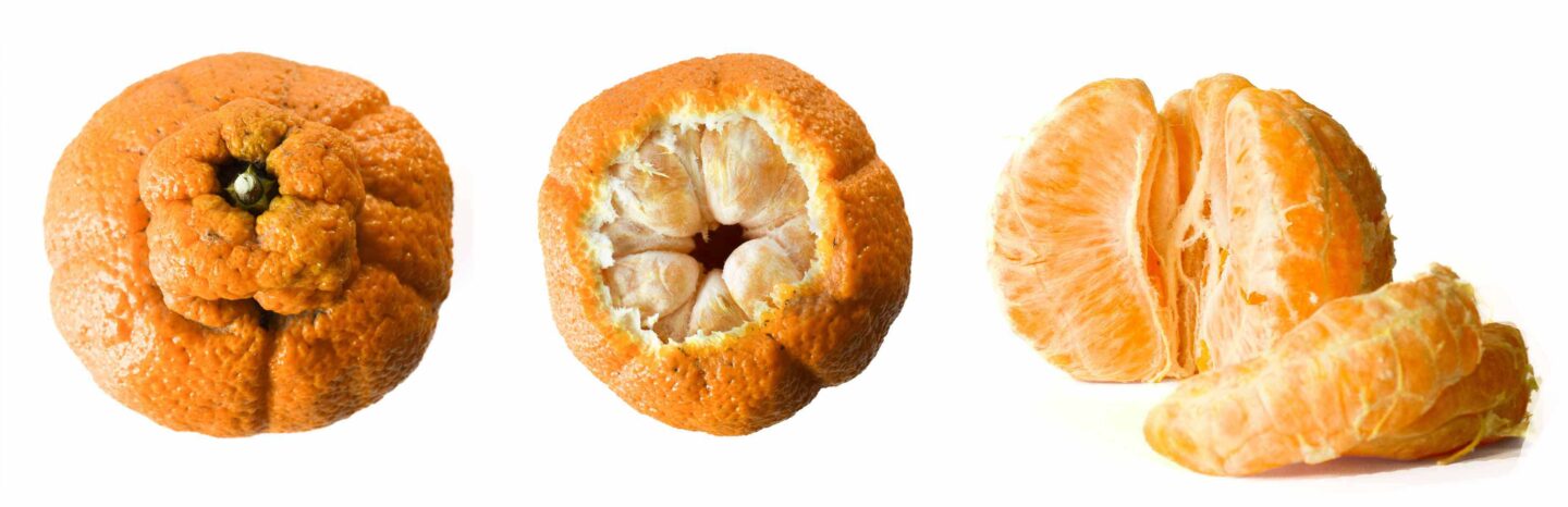 Do Sumo citrus mandarins deserve the hype?