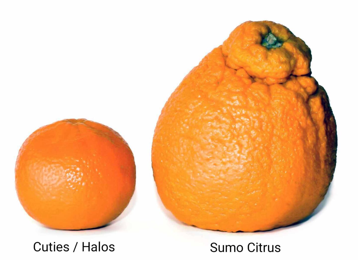 SUMO Citrus TASTE TEST 