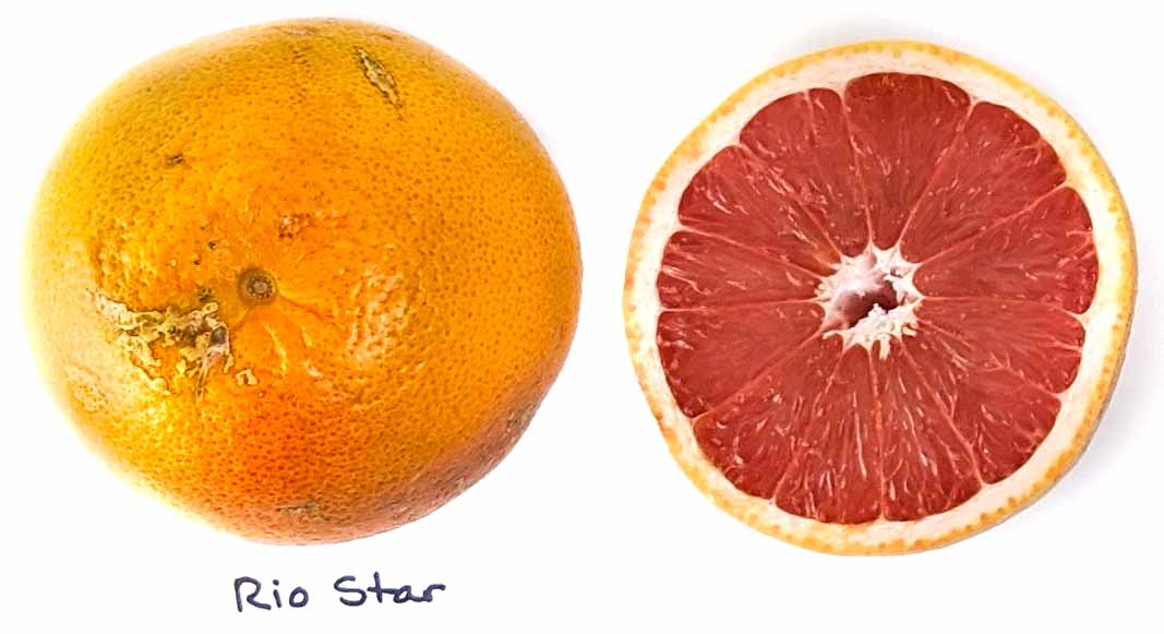 grapefruit size comparison