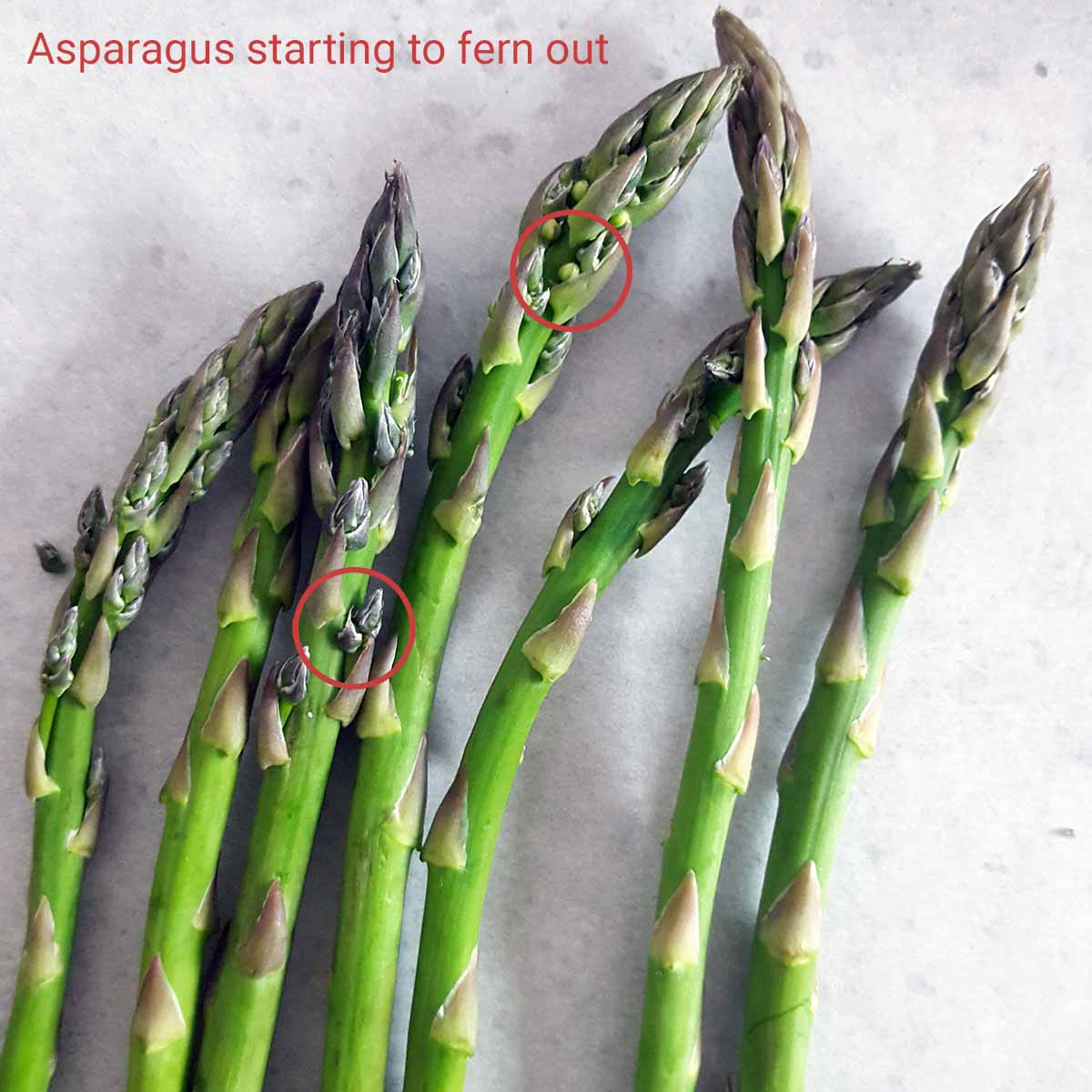 Asparagus that has started to fern out