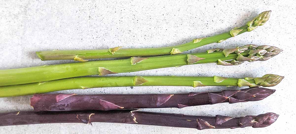 Green and purple asparagus varieties