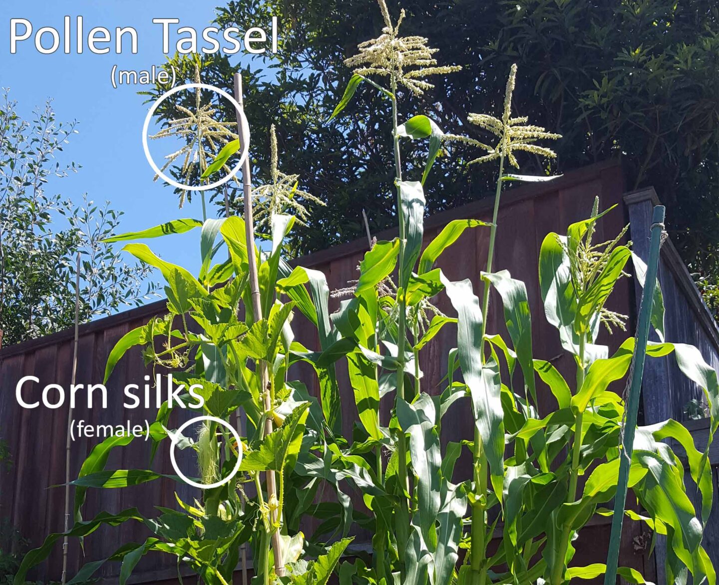 Corn pollination, male tassels and female silks