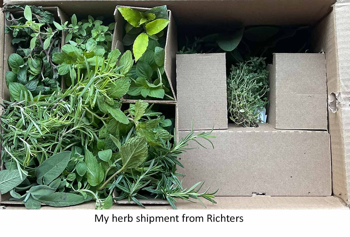 Where to buy herb plants online