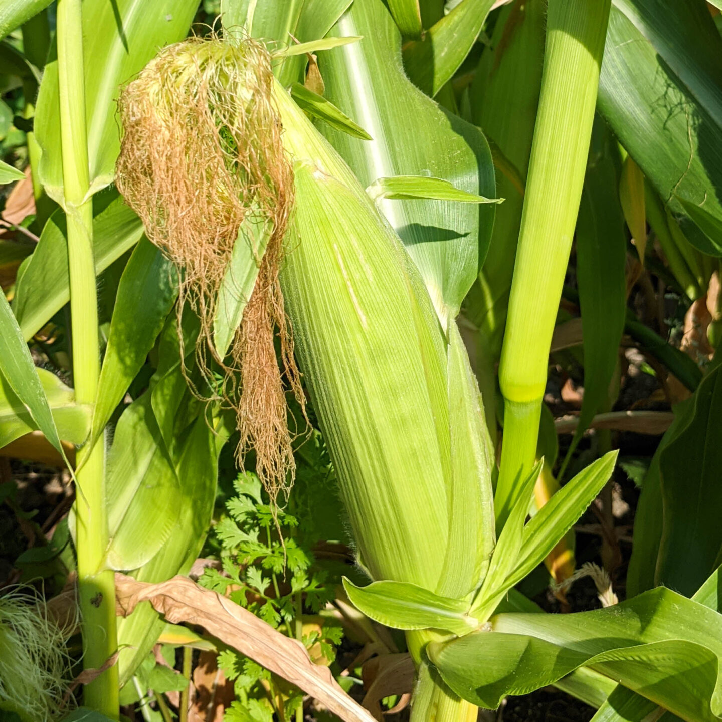 Ear of corn on a stalk