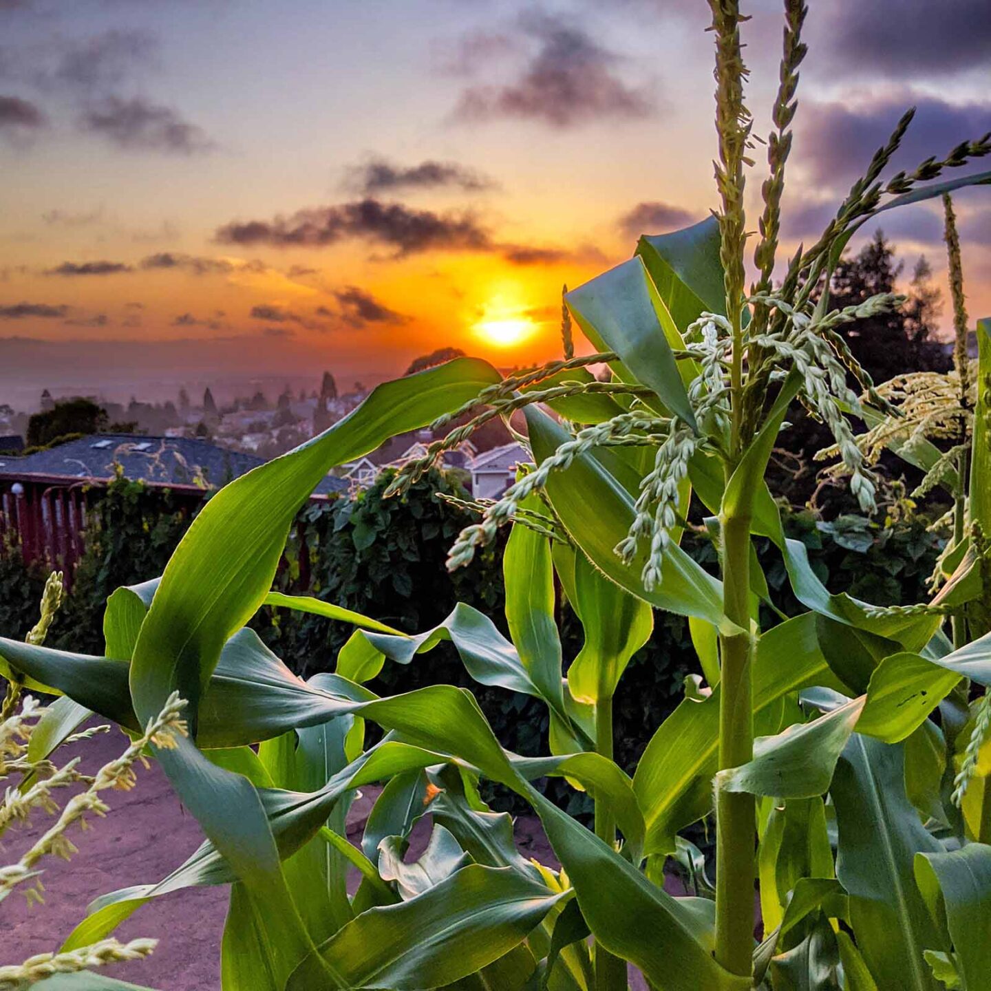 Corn stalks in my garden at sunset