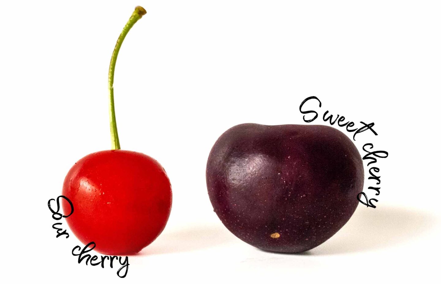 A tart sour cherry (montmorency), next to a dark red sweet cherry (bing).