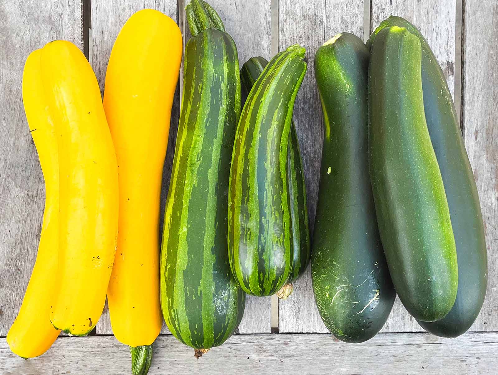 Golden, Fordhook, and striped zucchini varieties are all susceptible to squash vine borers.
