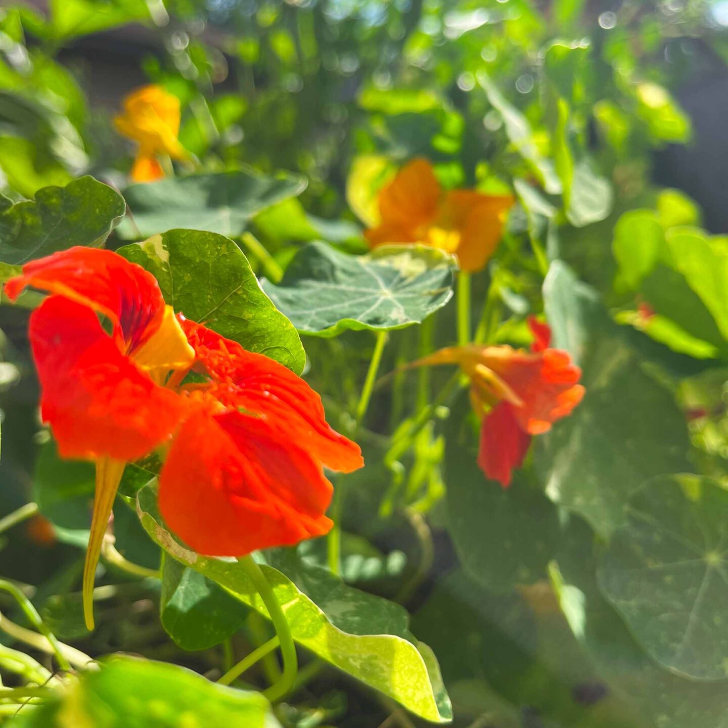 Nasturtium plant growing in the garden