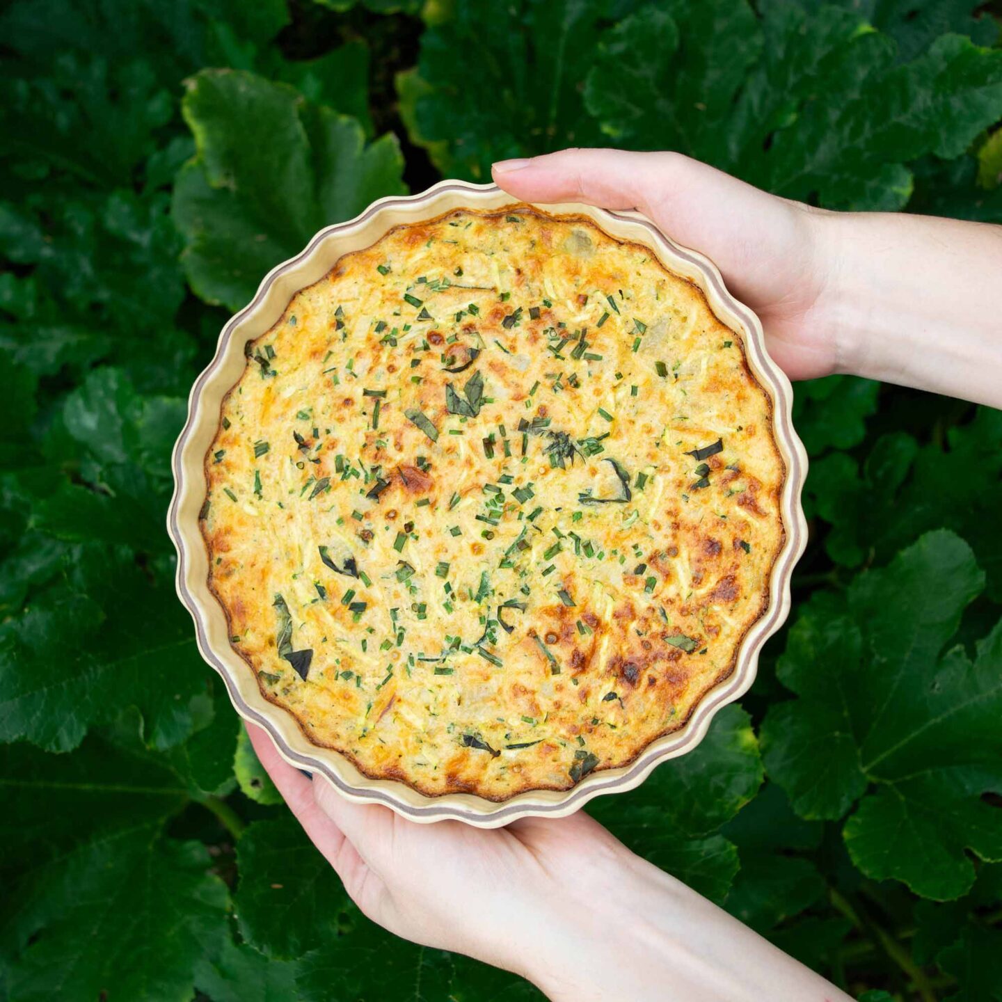 Zucchini quiche with garden zucchini