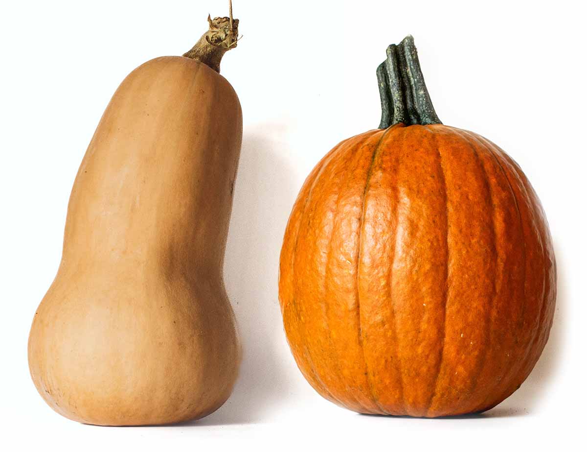 Comparing the difference between a butternut squash and pumpkin