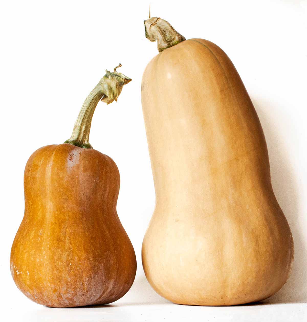 Comparing honeynut to butternut squash (which is twice the size and has paler skin)