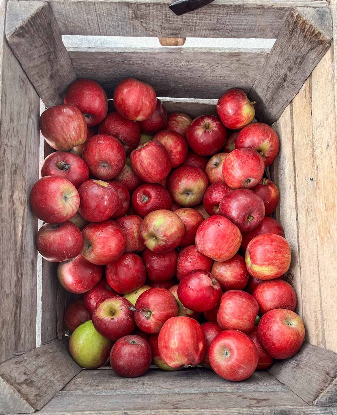 Apples from the farmers market that are tart and small, perfect for making caramel apples. But they are still waxy.