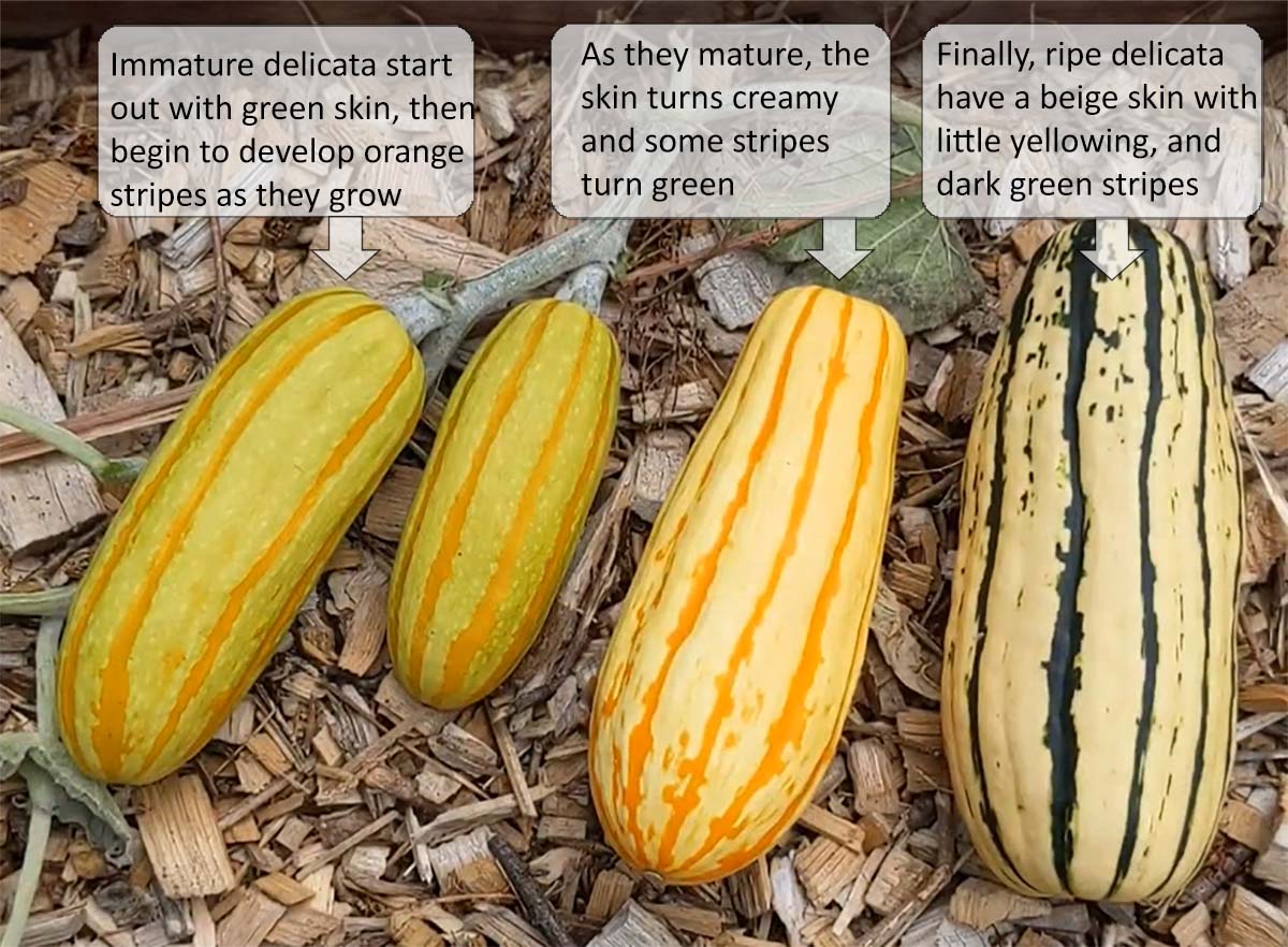 How to tell when delicata squash is ripe, from Edible Garden Growers