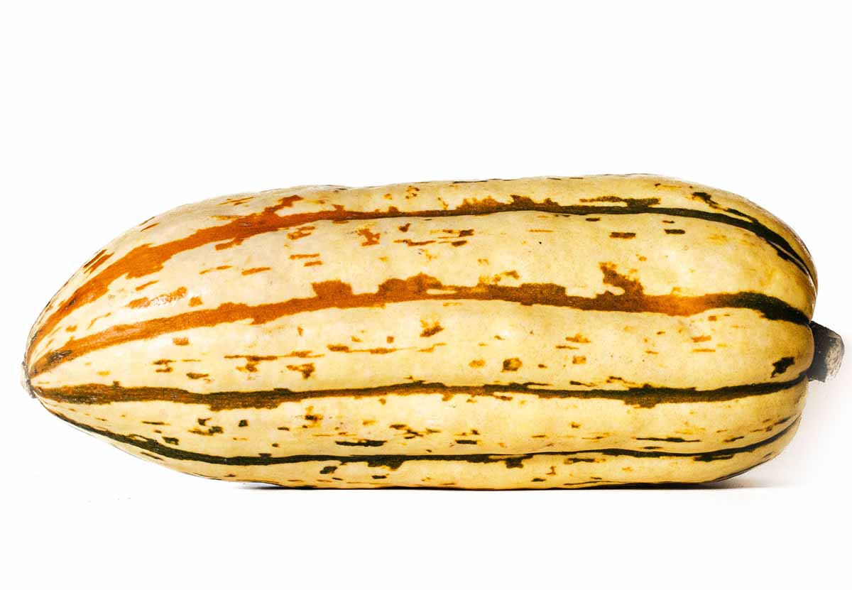 Delicata squash in season from September through December