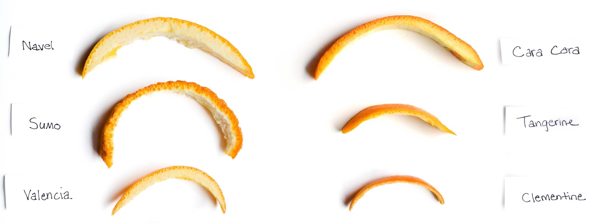 A comparison of orange peel varieties before making candied orange peels. The varieties include Navel, Sumo citrus, Valencia, Cara Cara, Tangerine, and Clementine.