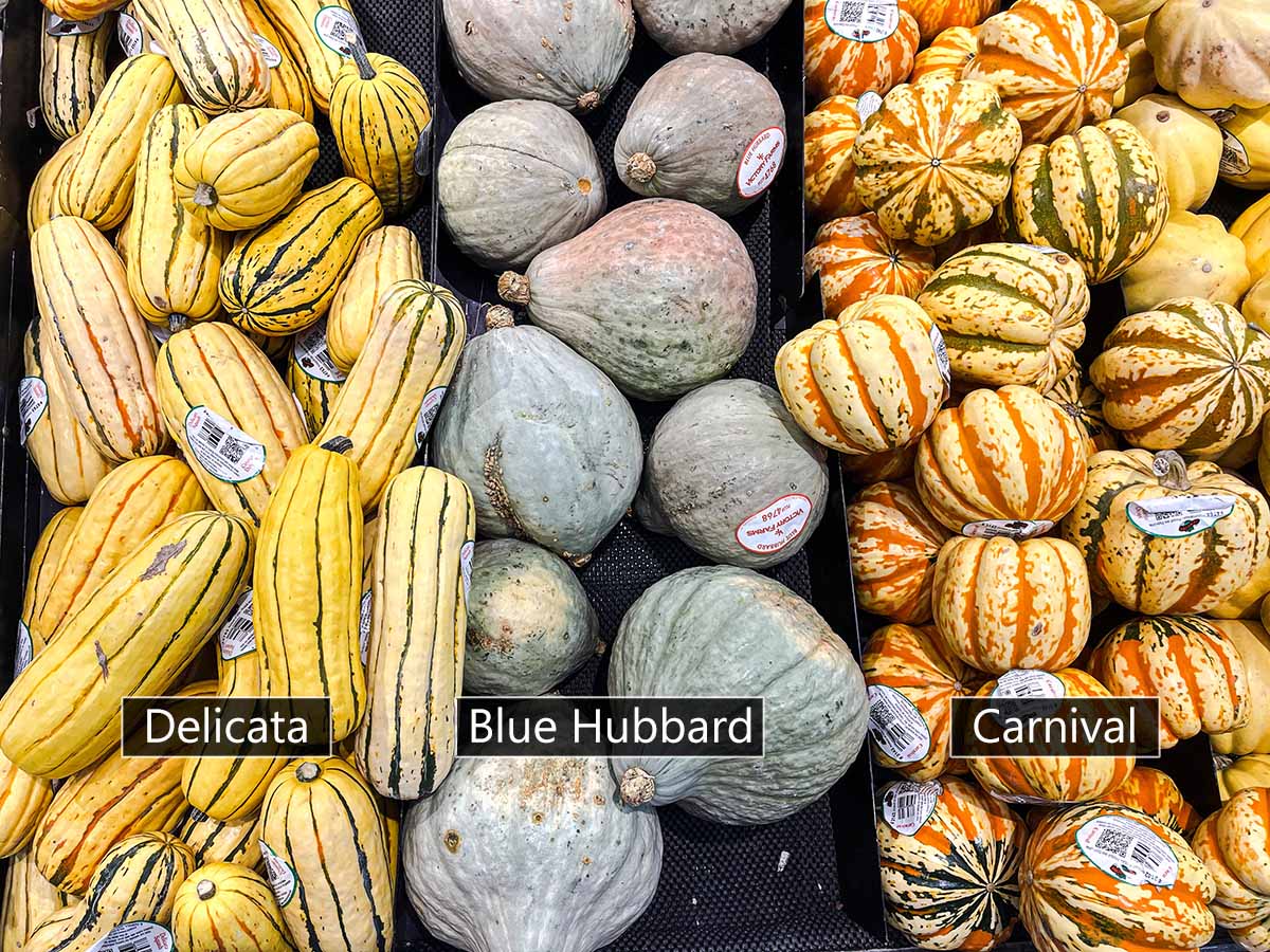 Winter squash varieties at the grocery store, including delicata, blue hubbard, and carnival squash