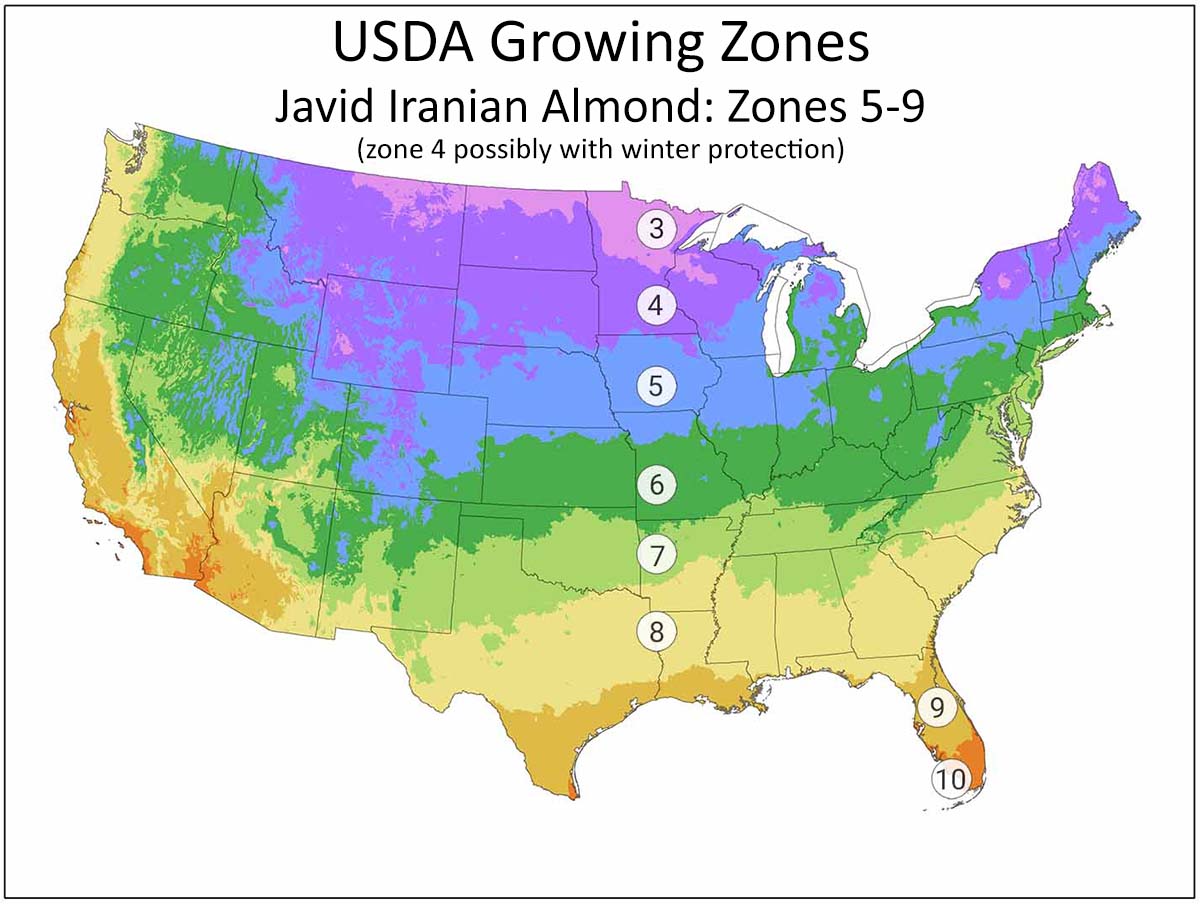 The USDA hardiness zone map, showing Javid almonds for zone 4, zone 5, and zone 6.